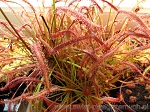 Drosera Capensis All Red - domowa hodowla na południowym parapecie