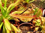 Drosera Capensis Broad Leaf - rosiczka przylądkowa, bardzo łatwa w hodowli, charakteryzuje się grubymi liśćmi pokrytymi wspaniałymi, czerwonymi włoskami