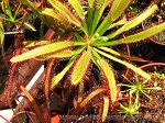 Drosera Capensis Broad Leaf - wyraźnie szersze liście tych rosiczek tworzą efektowną rozetę, która olśniewa w promieniach gorącego słońca