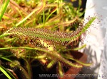 Drosera Capensis Typical - jest to najpopularniejsza rosiczka przylądkowa, bardzo łatwa w hodowli