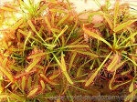 Drosera Capensis Typical - tworzy duże skupiska imponujących roślin