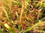 Drosera Capensis Typical - ze względu na małe wymagania, często jest nazywana 'chwastem' wśród owadożerów