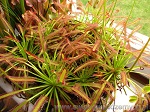 Drosera Capensis Typical - jej wspaniałe liście zdobią czerwone włoski z lepką cieczą, nadając im nieziemskiego wyglądu