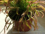 Drosera Capensis Typical - jej owadożerne liście nie znają litości dla much, komarów, pająków i innych owadów