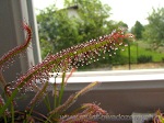 Drosera Capensis Typical - piękny liść pokryty dużymi kroplami śmiercionośnej cieczy