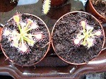 Drosera Madagascariensis - rosiczka jest bardzo łatwa w hodowli, jej liście nabierają kształtu łzy