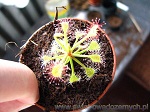 Drosera Madagascariensis - rosiczka madagaskarska, której pułapki osadzone są na długich łodygach, w przypadku starszych roślin wymagają podpórek