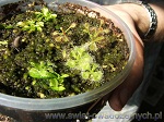 Rosiczka - Madagascariensis, Capensis Typical, Burmanii, Muchołówka Amerykańska Dionaea Muscipula - urozmaicony mix sadzonek liściowych oraz z wysiewu nasion