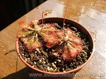 Drosera Spatulata - mimo niewielkich rozmiarów, jej pułapki zapierają dech w piersiach