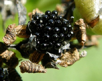 Muchołówka amerykańska - dioneae muscipula, nasiona, http://commons.wikimedia.org