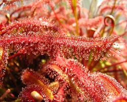 Rosiczka - Drosera